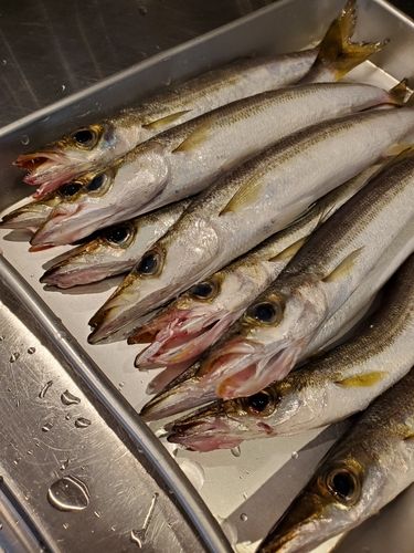 カマスの釣果