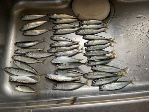 サバの釣果