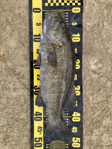 スモールマウスバスの釣果