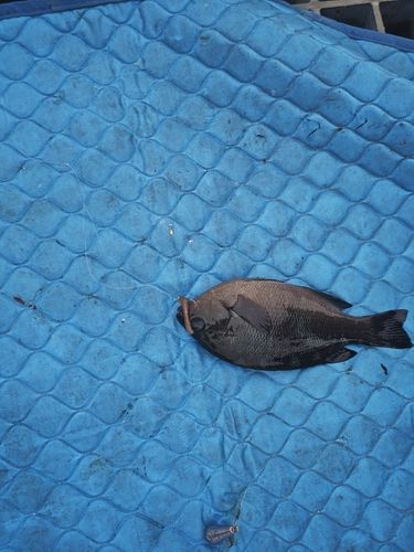 グレの釣果
