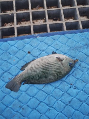 グレの釣果