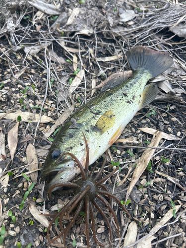 ブラックバスの釣果