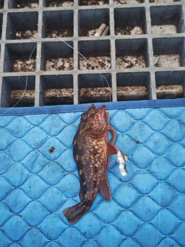 カサゴの釣果