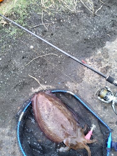 モンゴウイカの釣果