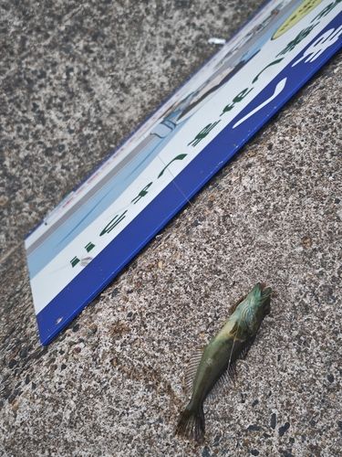 ハゼの釣果