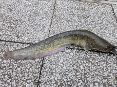 ナマズの釣果