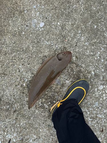 ウシノシタの釣果