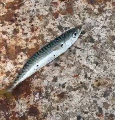 サバの釣果