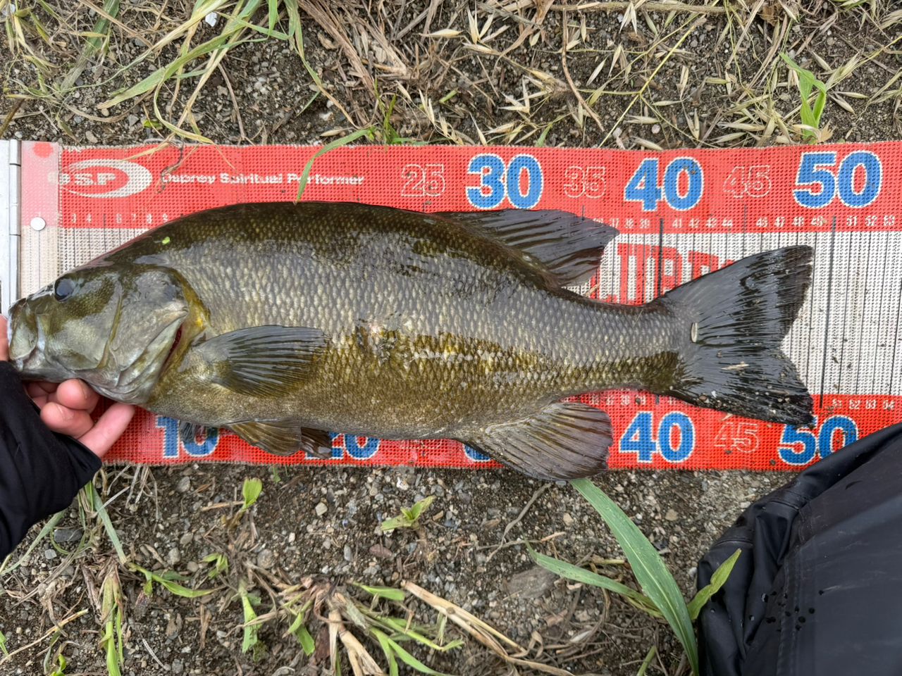 SHIMANO 14ポイズンアルティマ 1610L-BFSの最安値・インプレ・釣果