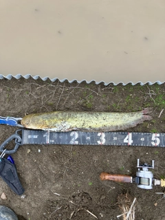 マナマズの釣果