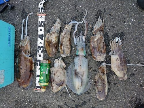 アオリイカの釣果