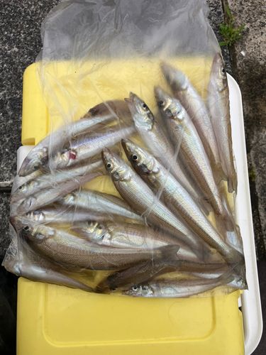 キスの釣果