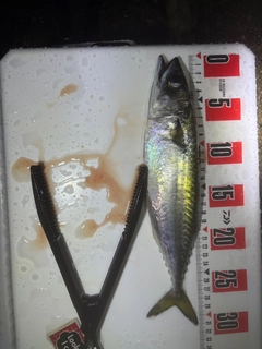 マサバの釣果