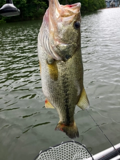 ラージマウスバスの釣果