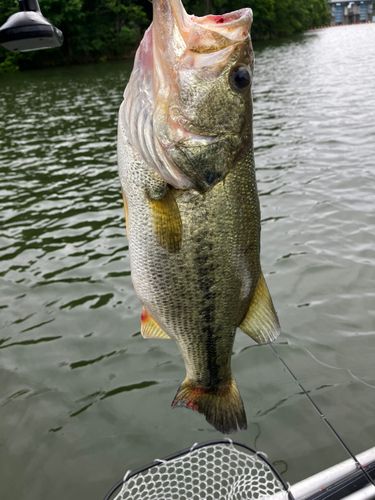 ラージマウスバスの釣果