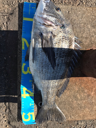 クロダイの釣果