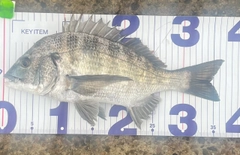 クロダイの釣果