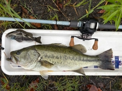 ブラックバスの釣果
