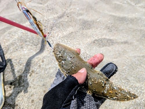 シタビラメの釣果