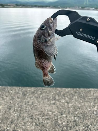 キツネメバルの釣果