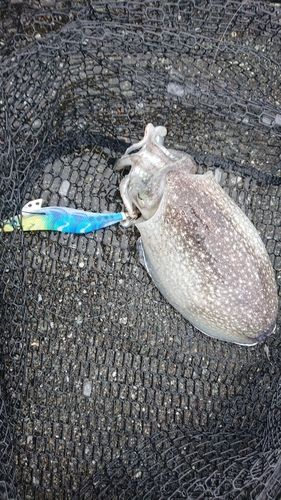 コウイカの釣果