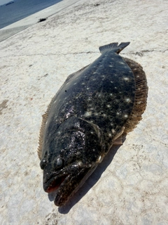 ヒラメの釣果