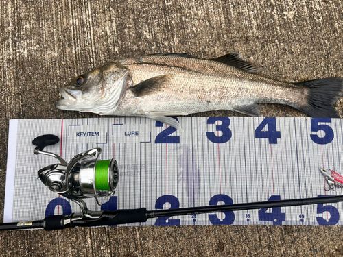 シーバスの釣果