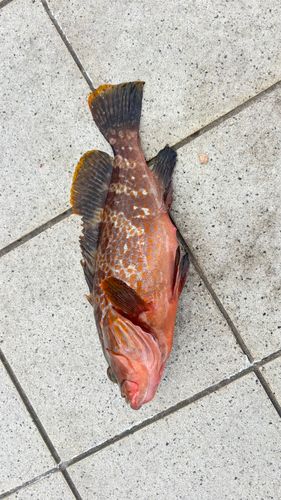 キジハタの釣果