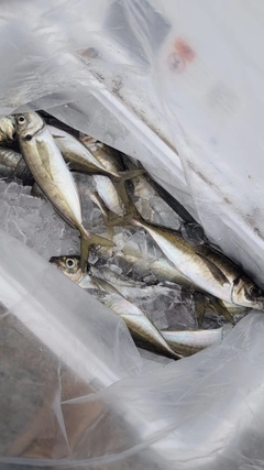 マアジの釣果