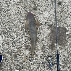 マゴチの釣果