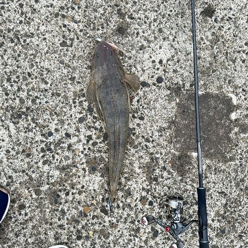 マゴチの釣果