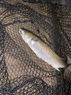 ボラの釣果