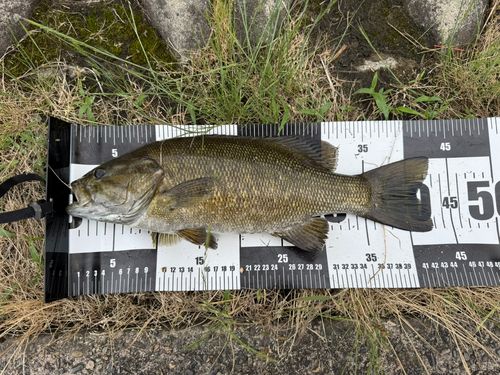 スモールマウスバスの釣果