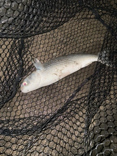 ボラの釣果