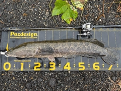 ライギョの釣果