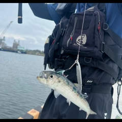 マイワシの釣果