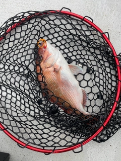 タイの釣果
