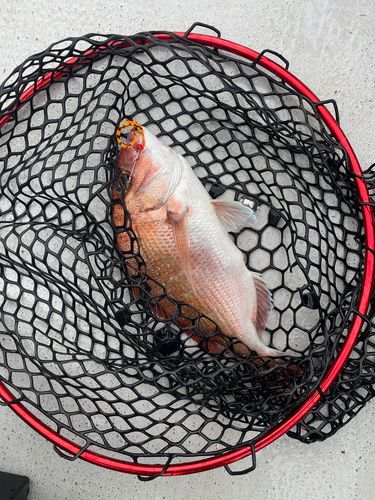 タイの釣果