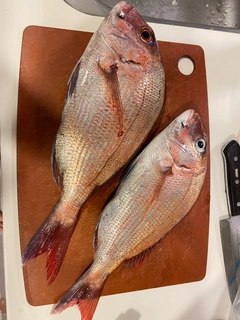 タイの釣果