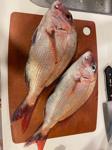 タイの釣果