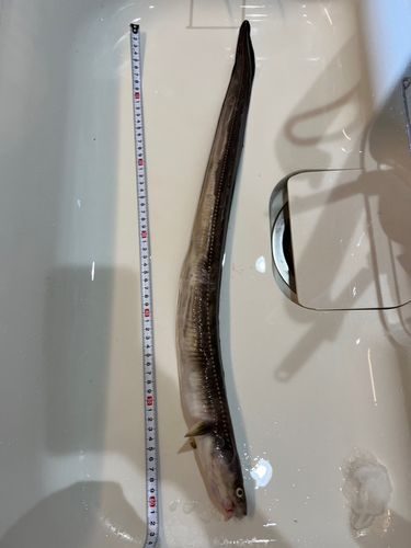 アナゴの釣果