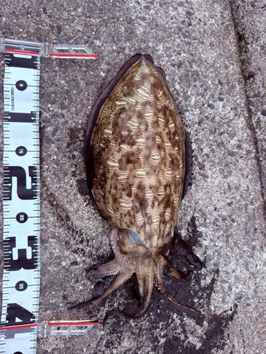 モンゴウイカの釣果