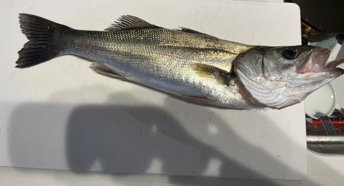スズキの釣果