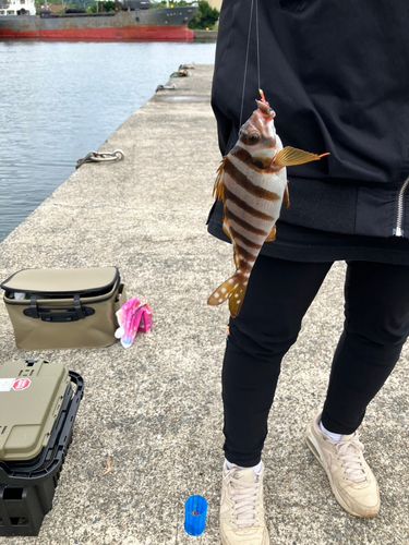 タカノハダイの釣果