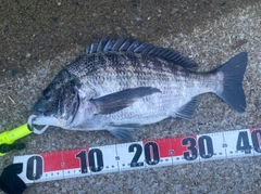 チヌの釣果