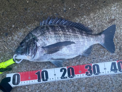 チヌの釣果