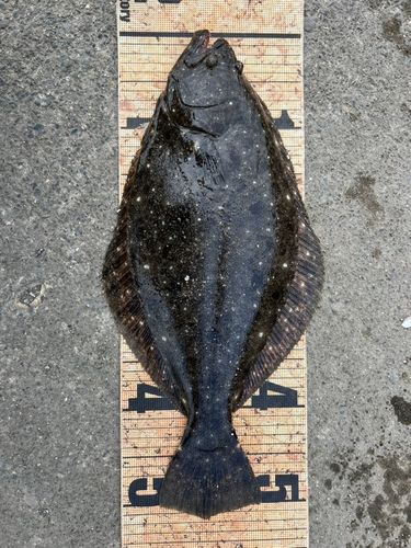ヒラメの釣果