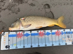 コイの釣果