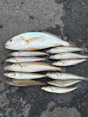 シロギスの釣果