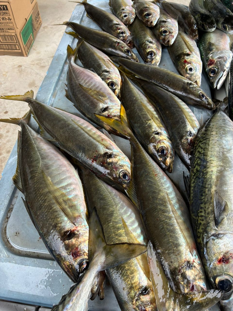 サバの釣果写真